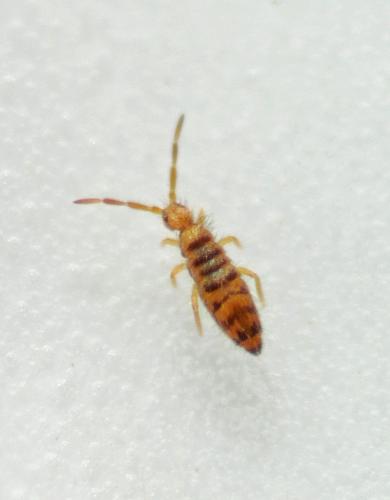 Réf. 318 278 : Entomobrya multifasciata